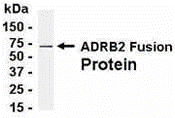 ADRB2 Antibody