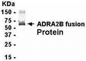 ADRA2B Antibody
