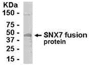 SNX7 Antibody