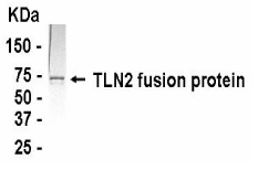 TLN2 Antibody