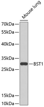 BST1 Antibody