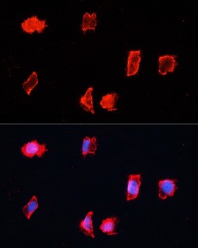 BST1 Antibody