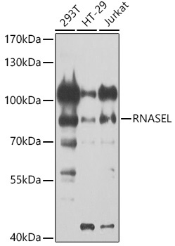 RNASEL Antibody