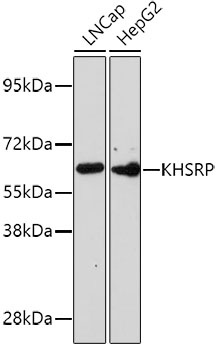 KHSRP Antibody
