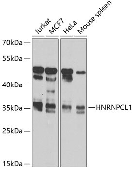 HNRNPCL1 Antibody