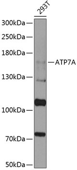 ATP7A Antibody