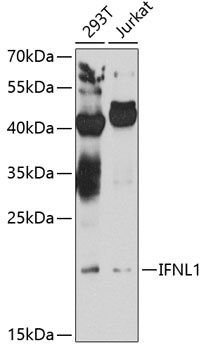 IFNL1 Antibody