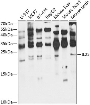 IL25 Antibody