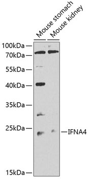 IFNA4 Antibody