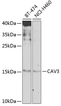 CAV3 Antibody