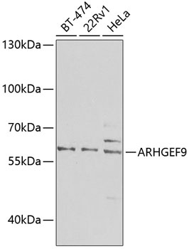 ARHGEF9 Antibody