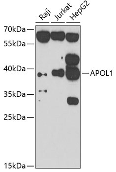 APOL1 Antibody