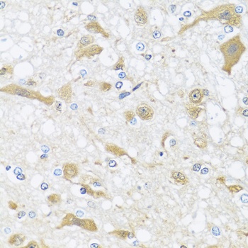 APOL1 Antibody
