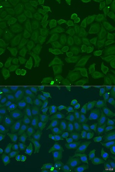 IFNA6 Antibody