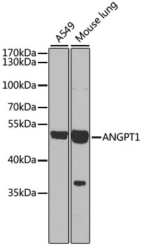 ANGPT1 Antibody