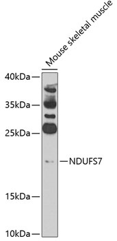 NDUFS7 Antibody