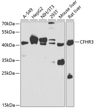 CFHR3 Antibody