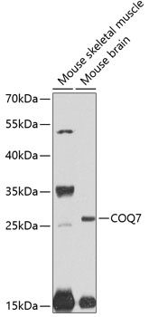 COQ7 Antibody