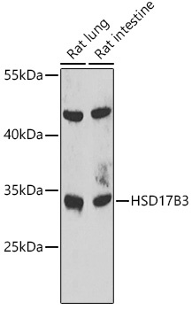 HSD17B3 Antibody