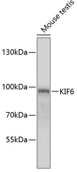 KIF6 Antibody