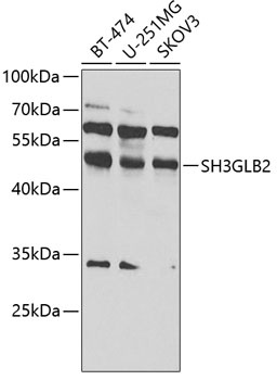 SH3GLB2 Antibody