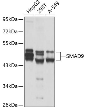 SMAD9 Antibody