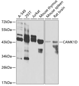 CAMK1D Antibody