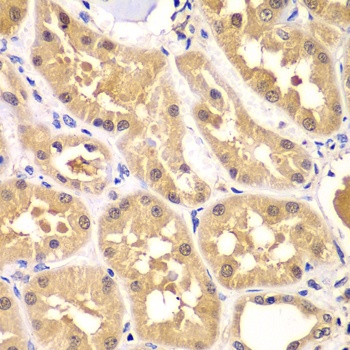 PRKAG3 Antibody
