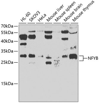 NFYB Antibody