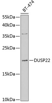 DUSP22 Antibody