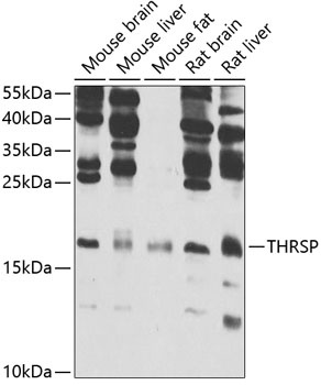 THRSP Antibody