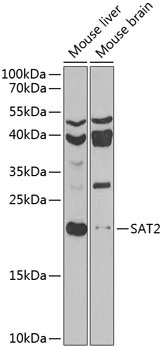 SAT2 Antibody