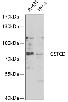 GSTCD Antibody