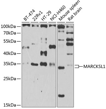 MARCKSL1 Antibody