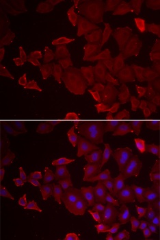 MARCKSL1 Antibody
