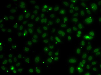 NSL1 Antibody
