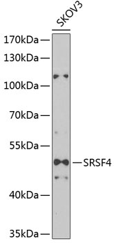 SRSF4 Antibody