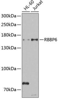 RBBP6 Antibody