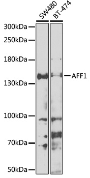 AFF1 Antibody