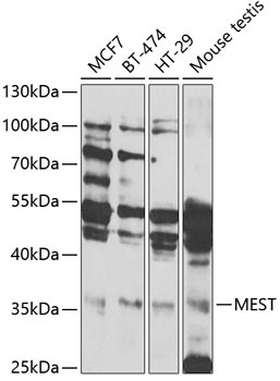 MEST Antibody