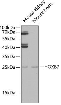 HOXB7 Antibody