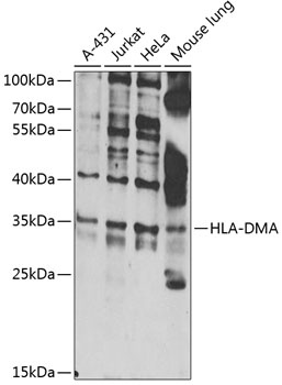 HLA-DMA Antibody