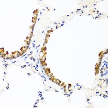 COL10A1 Antibody