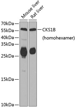 CKS1B Antibody