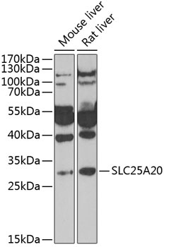 SLC25A20 Antibody