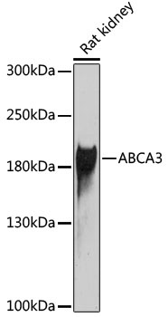 ABCA3 Antibody