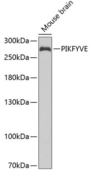 PIKFYVE Antibody