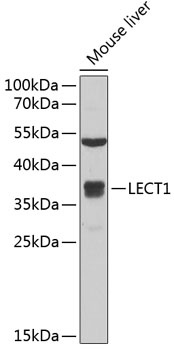 LECT1 Antibody