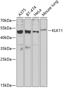 KLK11 Antibody