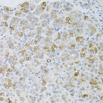 HPS1 Antibody